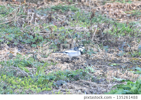 White Wagtail, White Wagtail 135261488