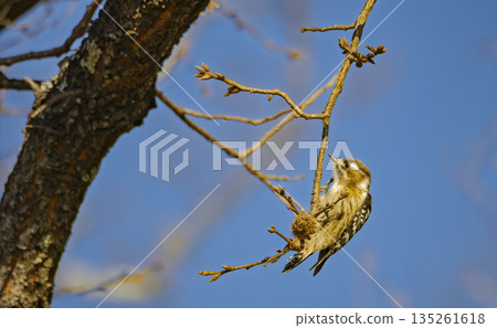 An adorable Japanese Pygmy Woodpecker looking up at the early spring sky An adorable Japanese Pygmy Woodpecker looking up at the early spring sky 135261618