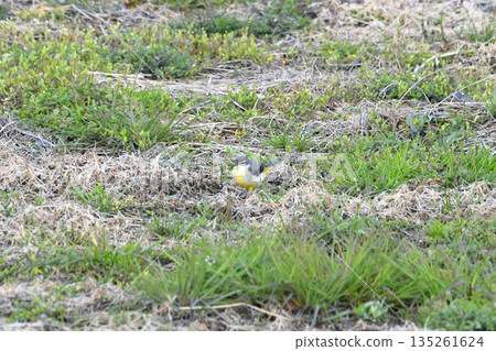 Grey wagtail, Yellow wagtail 135261624