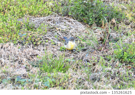 Grey wagtail, Yellow wagtail Grey wagtail, Yellow wagtail 135261625