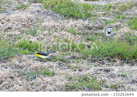 White wagtail and grey wagtail 135261644