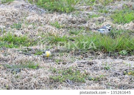 White wagtail and grey wagtail 135261645