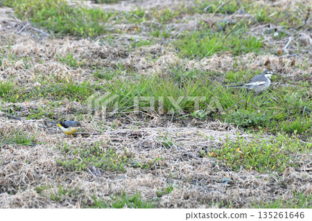 White wagtail and grey wagtail 135261646