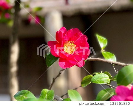 冬日花園裡盛開著一朵鮮紅的山茶花 135261820