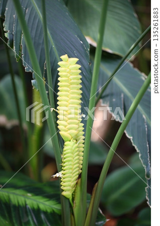 Calathea flowers and spikes 135261883