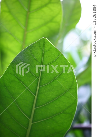 Barnwood leaves 135261884