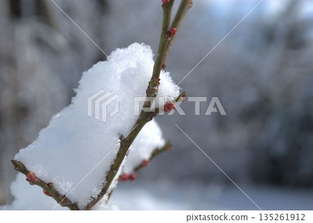 雪覆蓋的梅花花苞 135261912