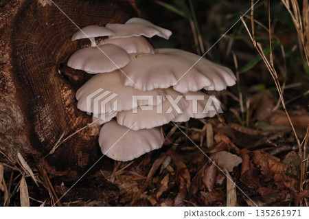 Natural mushrooms, Oyster mushrooms, pale pink flat caps layered on the cross section of a felled tree Natural mushrooms, Oyster mushrooms, pale pink flat caps layered on the cross section of a felled tree 135261971