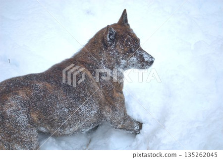 Dog playing in the snow Dog playing in the snow 135262045