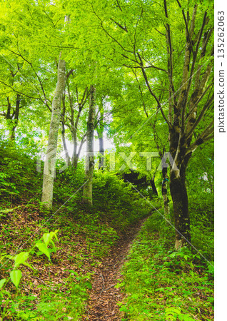 新鮮綠色的巴羽 新鮮綠色的巴羽 135262063