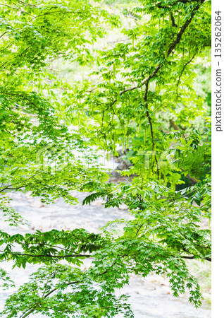 初春時節,綠葉蔥蘢,河水潺潺。 初春時節,綠葉蔥蘢,河水潺潺。 135262064