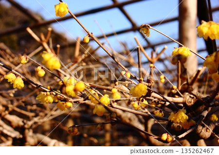 2026年1月，上野牡丹園的臘梅花盛開 135262467