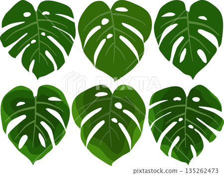 Monstera leaves set Monstera leaves set 135262473