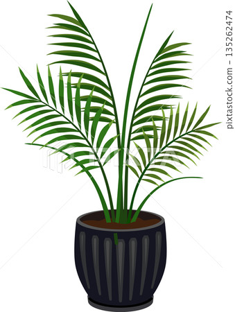 盆栽棕櫚樹 盆栽棕櫚樹 135262474