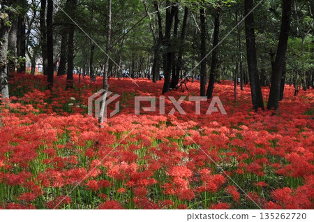 成群的紅蜘蛛百合遍佈森林,構成日本的秋日景色。 成群的紅蜘蛛百合遍佈森林,構成日本的秋日景色。 135262720
