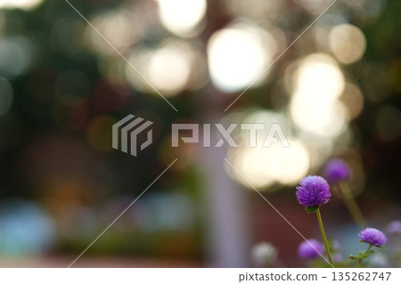 肉桂花在柔和的光線下閃閃發光 135262747
