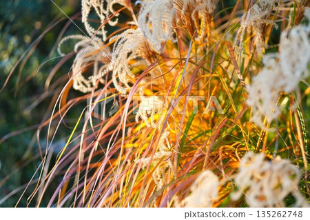 Autumn silver grass shining in the backlight 135262748