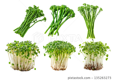 Curly cress plant isolated on a white transparent background. Watercress healthy dishes and fresh salad 135263273