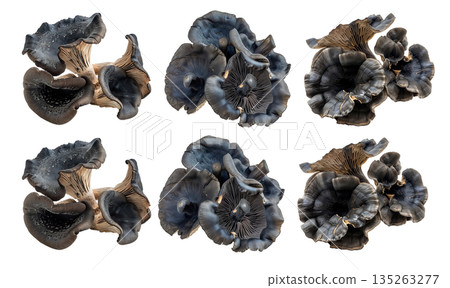 Closeup of Black trumpet mushroom, isolated on a white transparent background. Concept of nature and fungi Closeup of Black trumpet mushroom, isolated on a white transparent background. Concept of nature and fungi 135263277