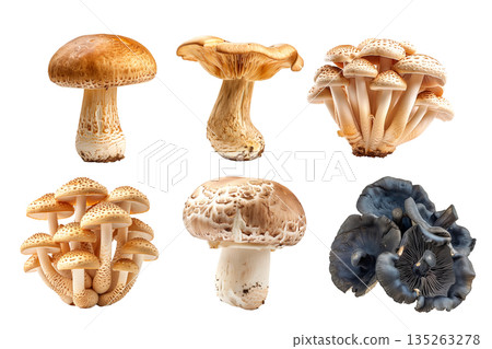 Brown cap Beech mushroom with a white stem is isolated on a white background 135263278