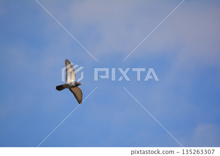 Flapping pigeon Flapping pigeon 135263307