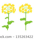 Hand-drawn simple rapeseed flower illustration 135263422