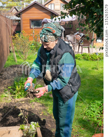 Woman gardener in a vest removing weeds from soil in a garden plot. Autumn garden work for agriculture and horticulture concept. Woman gardener in a vest removing weeds from soil in a garden plot. Autumn garden work for agriculture and horticulture concept. 135263579
