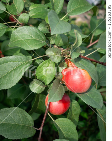Red apples on a tree branch among green leaves. Garden harvest season concept for healthy eating and natural fruit. Red apples on a tree branch among green leaves. Garden harvest season concept for healthy eating and natural fruit. 135263595