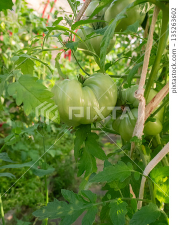 Green unripe tomato growing in a garden. Raw vegetable on a bush in a greenhouse. Organic farming and agriculture. Green unripe tomato growing in a garden. Raw vegetable on a bush in a greenhouse. Organic farming and agriculture. 135263602