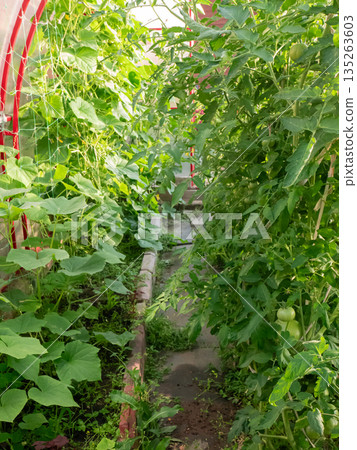 Pathway in a greenhouse between growing cucumber and tomato plants. Organic farming and horticulture concept for healthy produce and gardening. Pathway in a greenhouse between growing cucumber and tomato plants. Organic farming and horticulture concept for healthy produce and gardening. 135263603