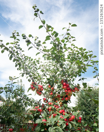 Red apples on a tree branch against a blue sky with clouds. Concept of harvest season and healthy eating for fresh produce. Red apples on a tree branch against a blue sky with clouds. Concept of harvest season and healthy eating for fresh produce. 135263624