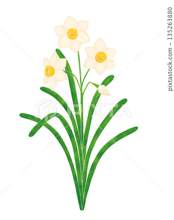 簡單的水仙花 簡單的水仙花 135263880