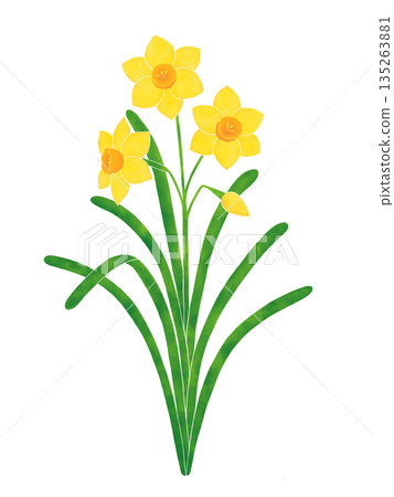 簡單的水仙花 135263881