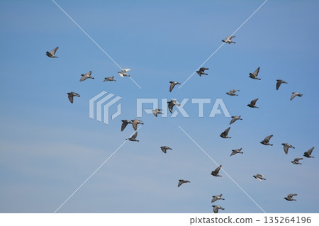 Flock of doves flapping Flock of doves flapping 135264196