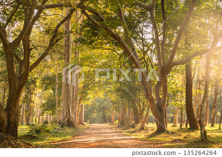 Sunlit forest path with tall trees and warm soft golden hour light, creating a peaceful woodland scene for nature travel, wellness, hiking, relaxation and eco background with copy space. Sunlit forest path with tall trees and warm soft golden hour light, creating a peaceful woodland scene for nature travel, wellness, hiking, relaxation and eco background with copy space. 135264264