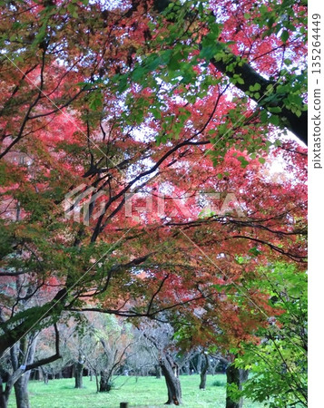 紅色和綠色的楓樹 紅色和綠色的楓樹 135264449