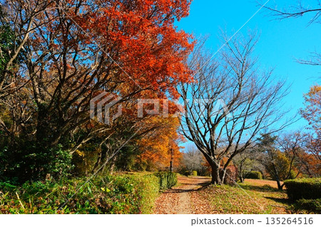 筑波在秋末 135264516