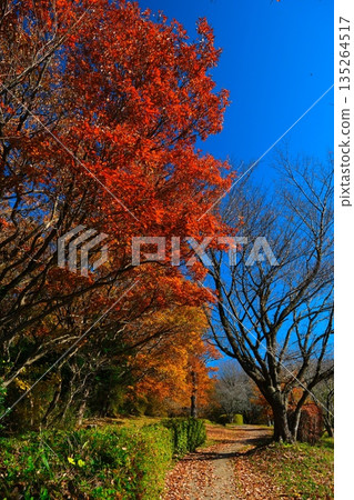 筑波在秋末 135264517