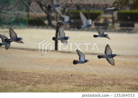 一群鴿子拍打著 一群鴿子拍打著 135264553