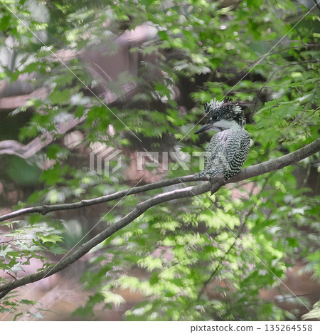 翠鳥之夏 135264558