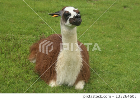 Llama in Machupicchu 135264605