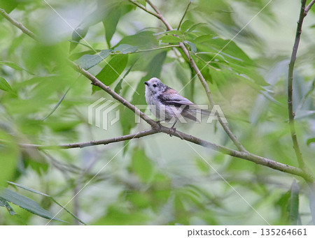 Long-tailed tit early summer Long-tailed tit early summer 135264661