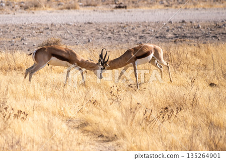 Two fighting impalas 135264901