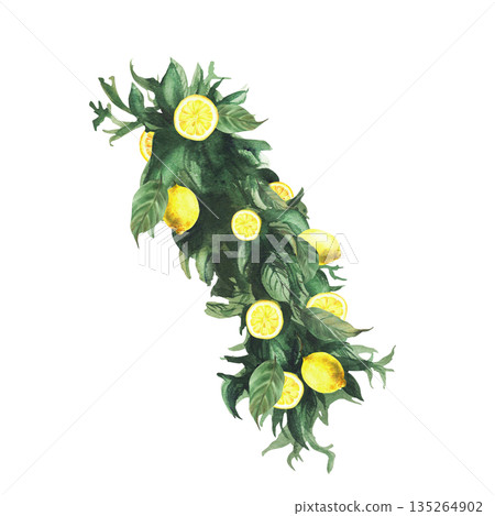 Lemons tree branch with green leaves and yellow citrus whole fruit and slices. Watercolor Realistic hand drawn botanical illustration for birthday, wedding decor, cosmetic. Isolated from background Lemons tree branch with green leaves and yellow citrus whole fruit and slices. Watercolor Realistic hand drawn botanical illustration for birthday, wedding decor, cosmetic. Isolated from background 135264902