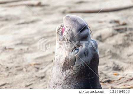 At the Elephant Seal Vista Point 135264903