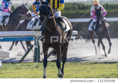 Scenery from the racecourse: Horses after the race, Kyoto City, Kyoto Prefecture Scenery from the racecourse: Horses after the race, Kyoto City, Kyoto Prefecture 135265096