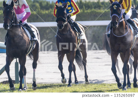 Scenery from the racecourse: Horses after the race, Kyoto City, Kyoto Prefecture Scenery from the racecourse: Horses after the race, Kyoto City, Kyoto Prefecture 135265097