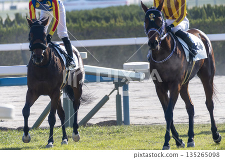 賽馬場景色：賽後馬匹，京都府京都市 135265098