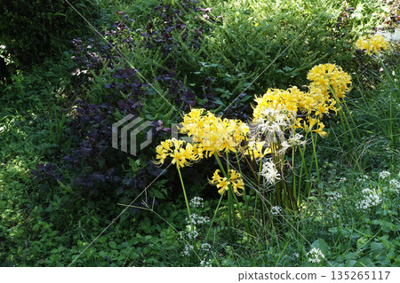 Yellow licorice flowers blooming in the autumn October field Yellow licorice flowers blooming in the autumn October field 135265117