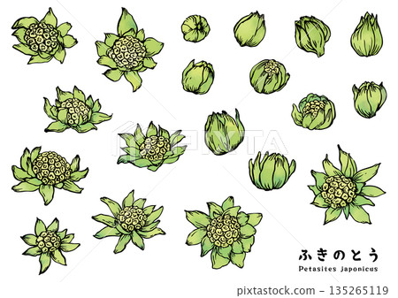 Butterbur painted with a brush - Color 135265119